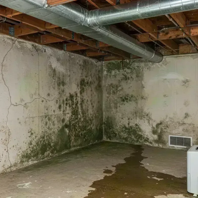 Professional Mold Removal in Ironton, MO